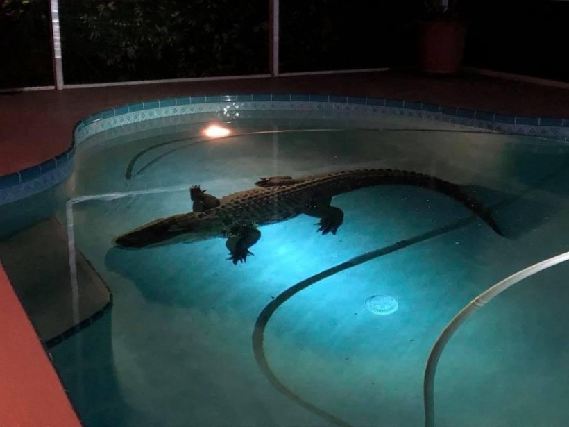 Alligator in pool