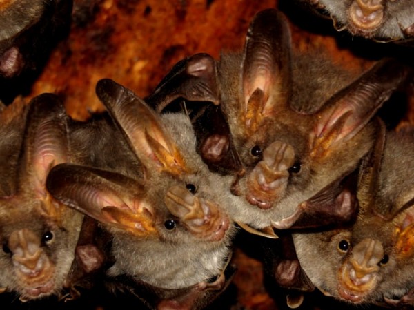 New Virus Found In Bats Currently The 'Closest Relative