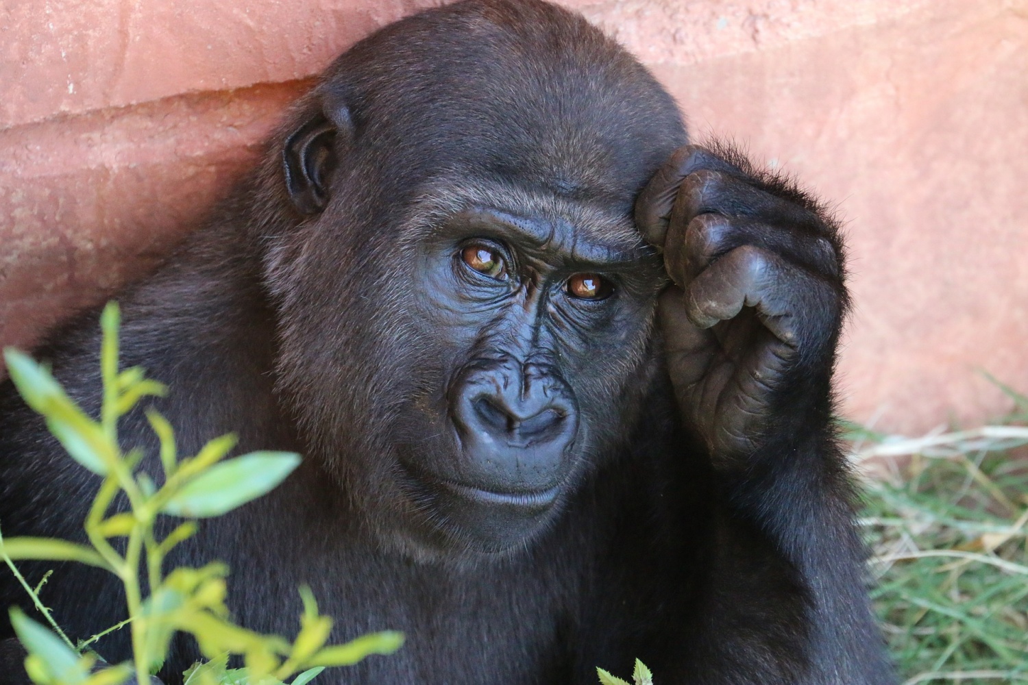 Orphaned gorillas selfie with park ranger