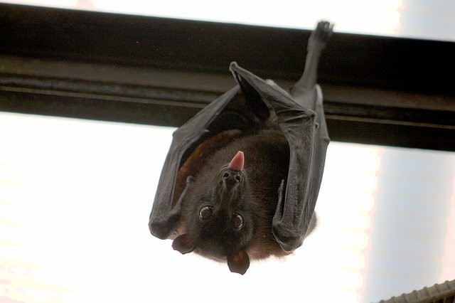 New Coronavirus Outbreaks Can Potentially Surfaced From Infected Animals; New Evolution of Coronavirus Traced From Bats