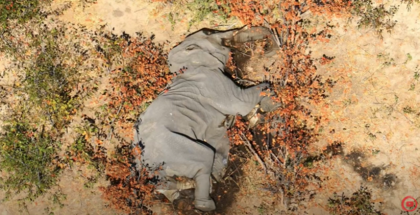 Hundreds of elephants found dead in Botswana's delta