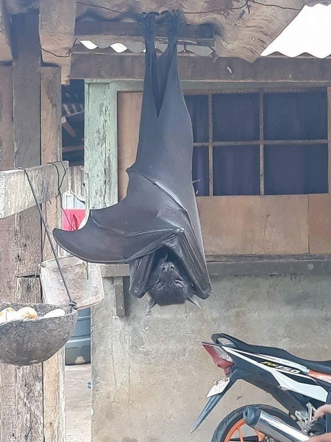 Human-sized bat