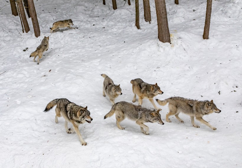 463 Wolves Died For No Good Reason Due to Statistical Error in British Columbia