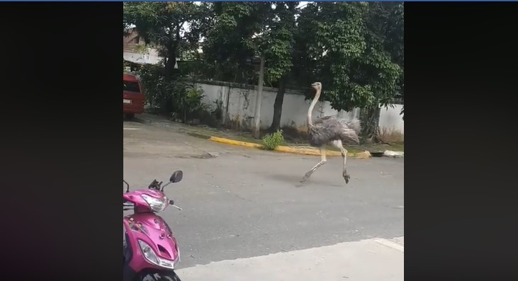 [VIRAL] Watch How This Ostrich Walks Towards a Running Car While Being Chased Down by a Dog 