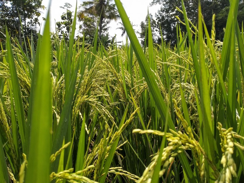 How does arsenic emerge in rice?
