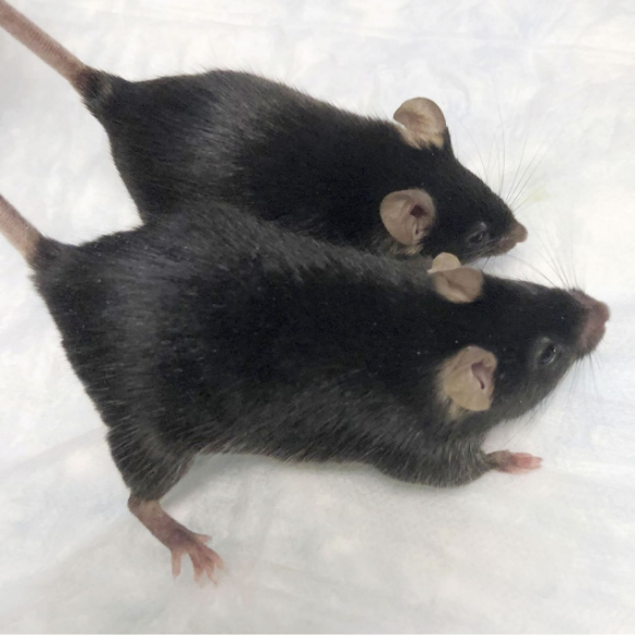 Mutant Mice Become More Muscular After Long Stay in Space; Could Muscle and Bone Loss be Prevented?