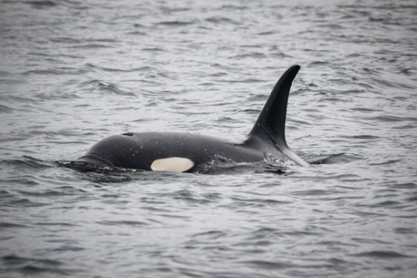 Killer Whales Surprise Researchers With Their Unusual Behavior After Mysteriously Attacking Boats