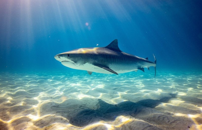 Experts Warn About COVID-19 Vaccines May Require Killing of Around 500,000 Sharks