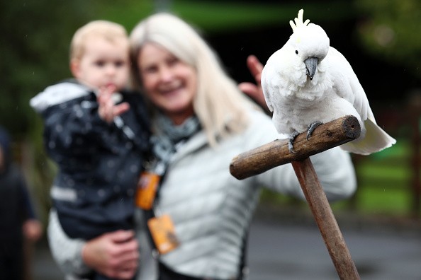 Parrots are Cute, Until They Start Cursing You; This Wild Life Park Remove Them for Swearing at Visitors