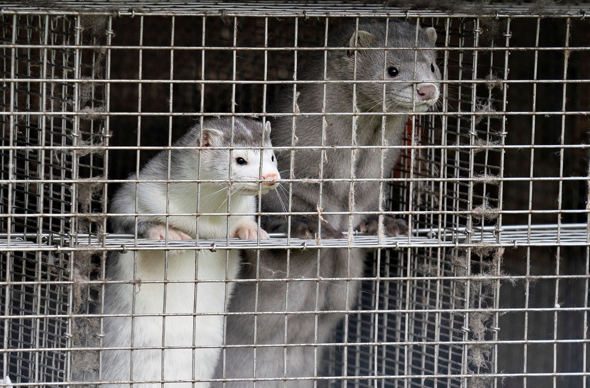 Caged minks look on after police officers arrived at Thorbjorn Jepsen's mink farm in Gjoel