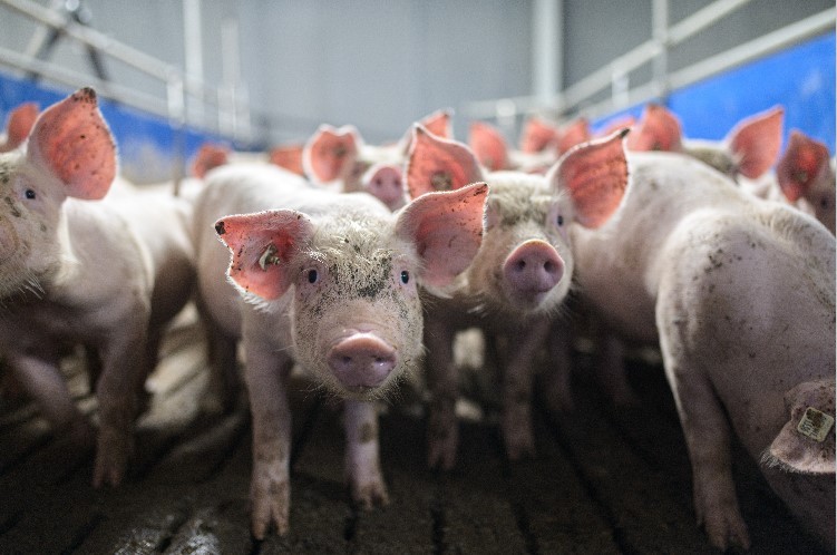 New Coronavirus Found! SADS-CoV-2 in Pigs May Spread to Humans, Says Scientists 