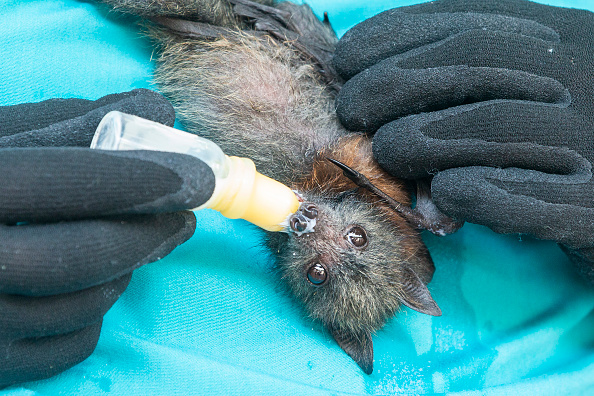 Bats Are Isolating Themselves When Sick? Scientists Claim the Isolation is Voluntary or Forced