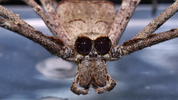 Ogre-faced spiders, even without ears, 'hear' their prey, study finds