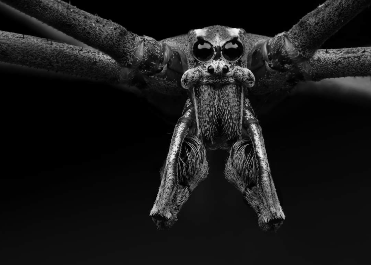 Scientists Claim That Ogre-Faced Spiders Use Their Legs to Hear? They Insert Nanotech in the Arachnid's Brain