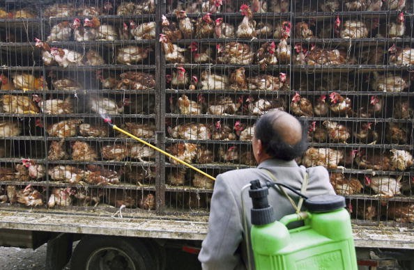 South Korea Issues Warning, Confirms 'H5N8 Bird Flu' Infection to Wild Birds