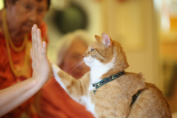 Do You Want to Know What Your Cat Says? This New App Will Translate Your Friend's Meow!
