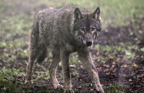 A Deadly Brain Disease Could Soon Infect Humans; Scientists Claim That Wolves Could Give Protection