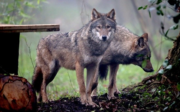A Deadly Brain Disease Could Soon Infect Humans; Scientists Claim That Wolves Could Give Protection