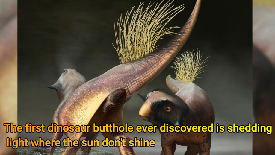Digital Reconstruction Looks at on Dinosaur Butts for the Very First Time