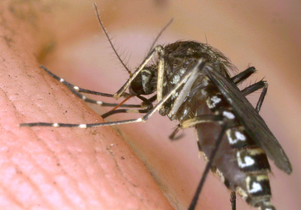 New Malaria Mosquito in Africa? What Experts Say About It