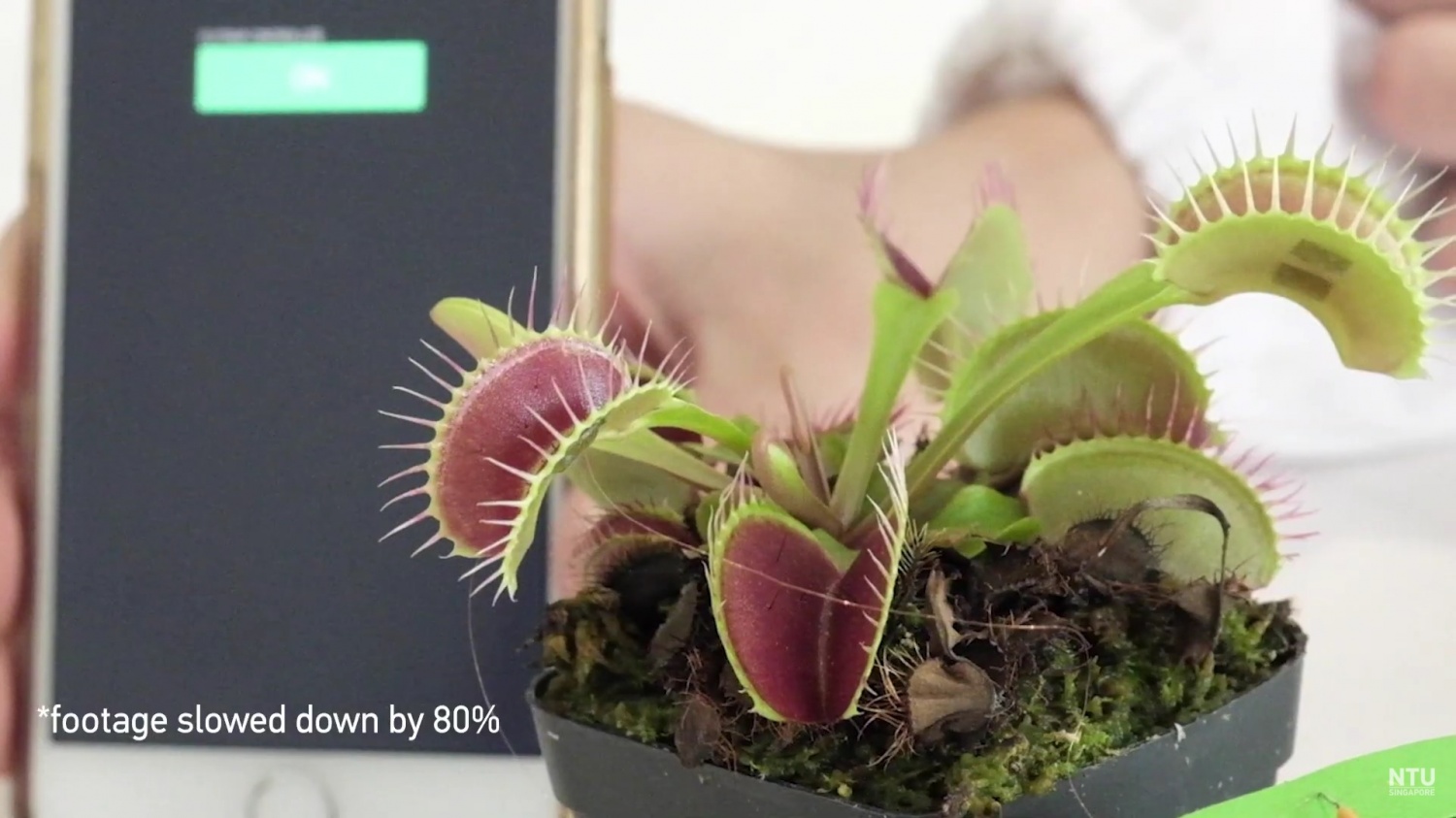You Can Now Talk to Plants with this Device - How Does it Communicate with Humans?