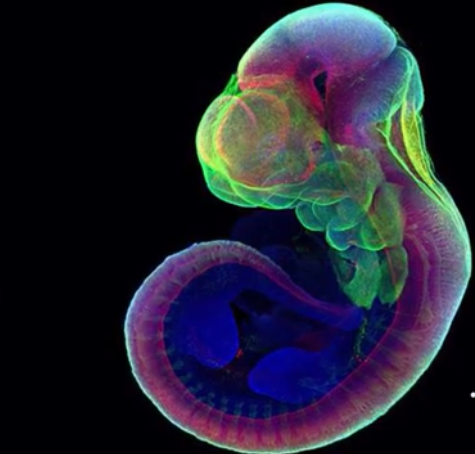 mice embryo