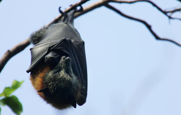 COVID-19 Could Also Endanger Bats: Here's How Likely Humans to Transmit the Virus to Them 