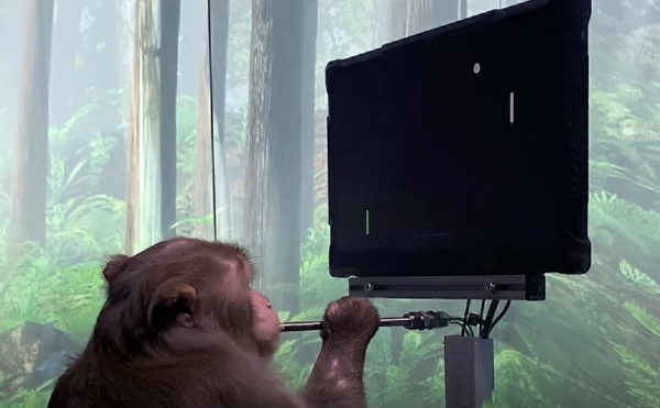 Nine-Year-Old Macaque Playing Pong With Its Mind