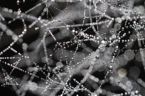 Spider Webs Make Music? MIT Experts Claim This Could Lead to More Efficient 3D Printing Methods 