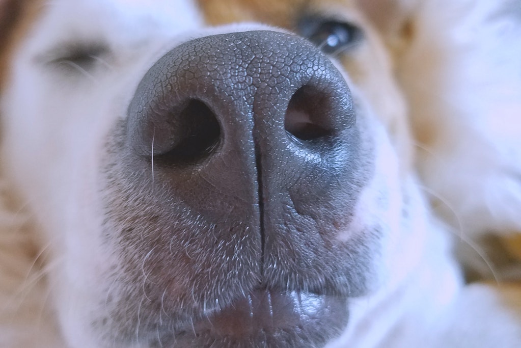 New Dog Nose App Could Now Reunite Lost Dogs to Their Owners: Features, Availability and MORE
