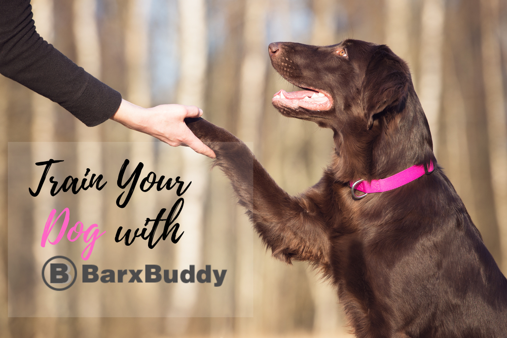 BarxBuddy Can Train Even The Most Stubborn Dog