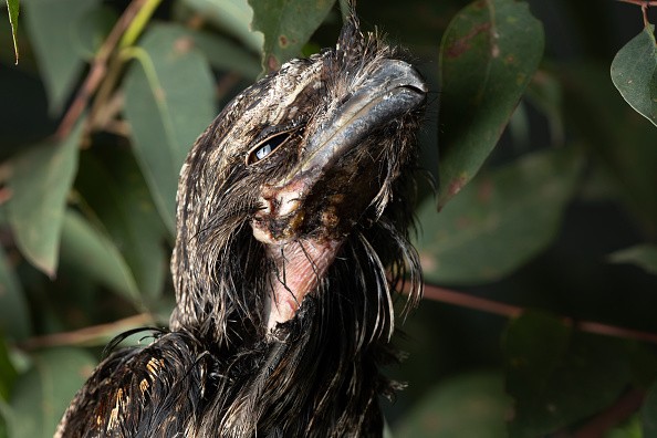 This Unfortunate-Looking Bird is Now an Instagram Star! Here's What Frogmouth Looks Like 
