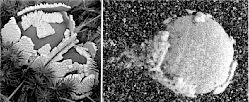 Life on Mars: NASA Curiosity rover photos with Alleged 'Mushroom' Fungus Growth