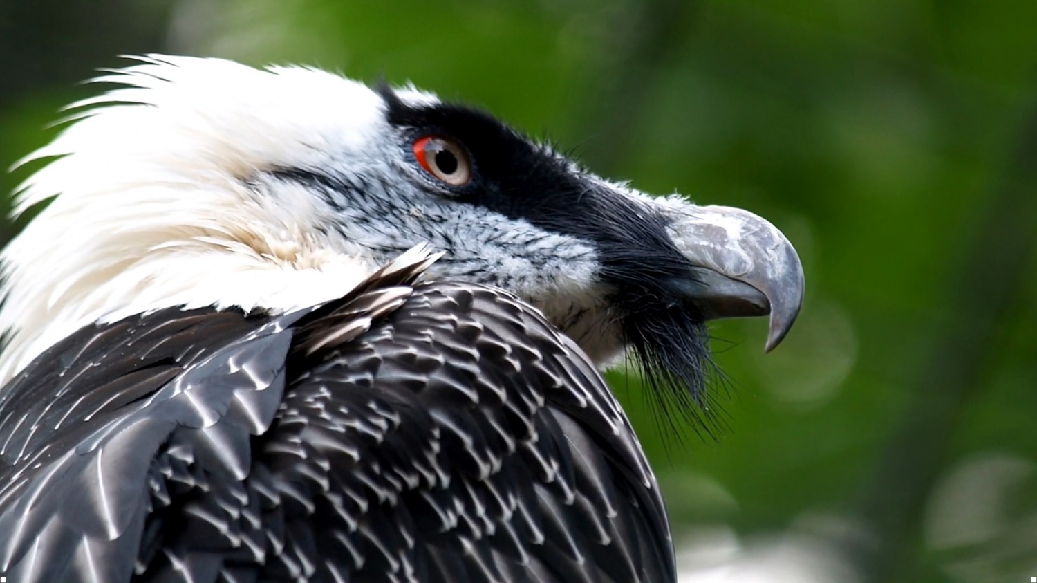 Female Vulture Receives Limb Replacement--The First Bird to Have a Fully-Integrated Bionic Prosthetic                                                                                        