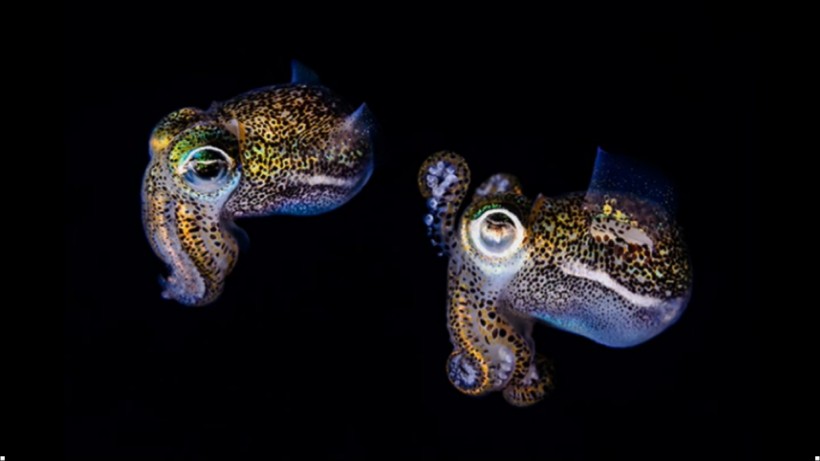 Space Squid: NASA Brings Hawaiian Squids into Space As Part of Testing Astrononauts' Health During Long Missions