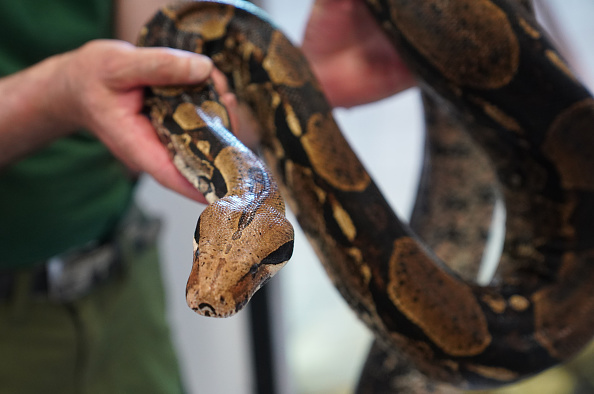 Moderna COVID-19 Vaccine Co-Founder to Use mRNA Technology as Treatment for Venomous Snakebites