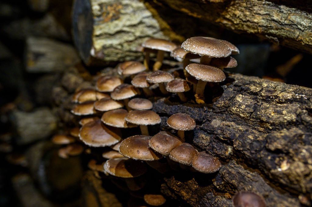 Robotic System to Automate Mushroom Harvesting — Solution to Labor Shortage in Farms? 