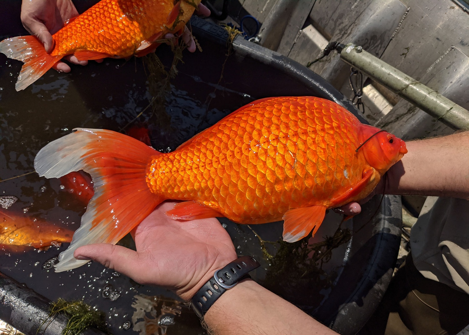 Enormous Goldfishes found in Burnsville, Minnesota Lakes