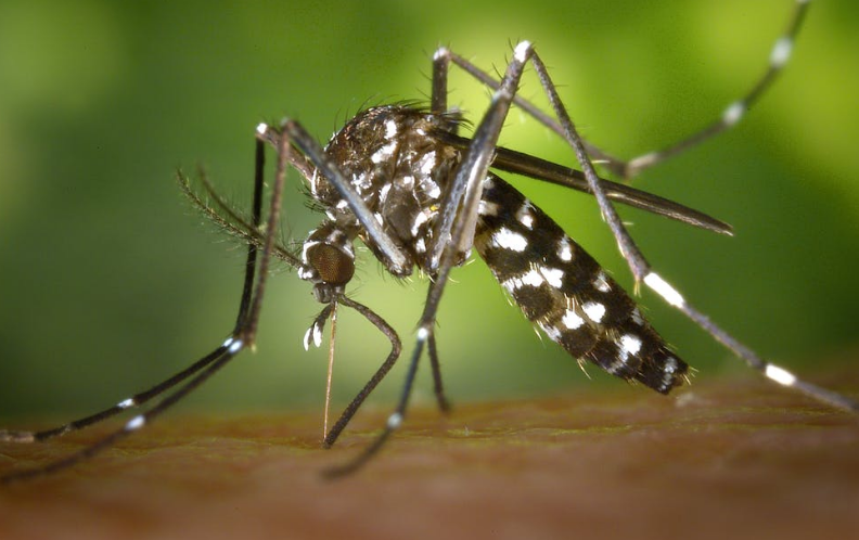 Mosquitos with Dengue Could be More Vulnerable to Rising Temperatures According to Glass Vial Experiment