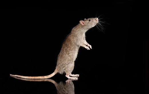 Rat standing 