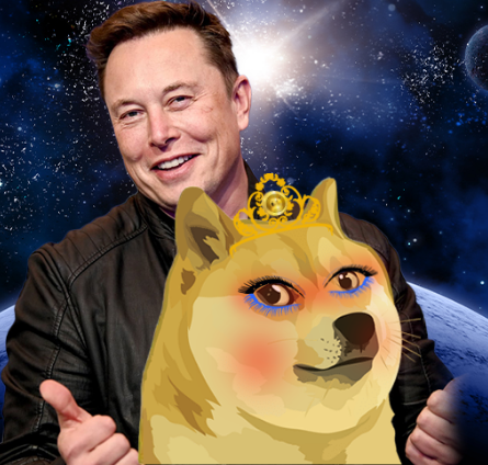 Elon Musk Says DOGE Not the Ultimate Currency | CEO Already Likes New WIFEDOGE? Growth Already 3,000%!