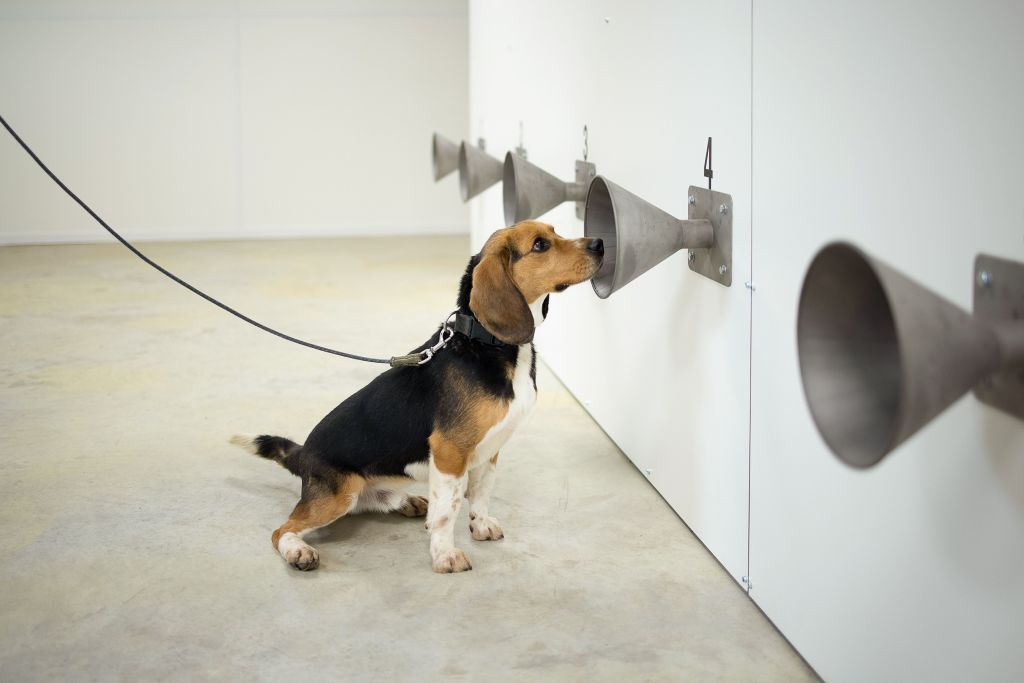 Dogs Can Beat Advanced Machines in Scent Detection, Study Reveals