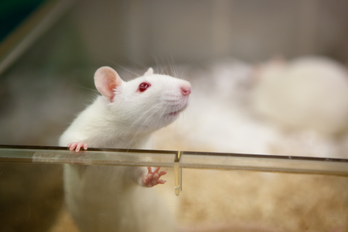 this-new-paralysis-cure-allowed-paralyzed-mice-to-walk-again-using-a-self-assembling-gel