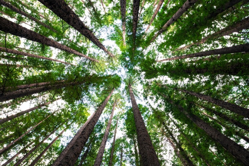 NASA 'Tree of Life' Project Wants to Connect Earth, Outer Space Through 'Singing Trees'