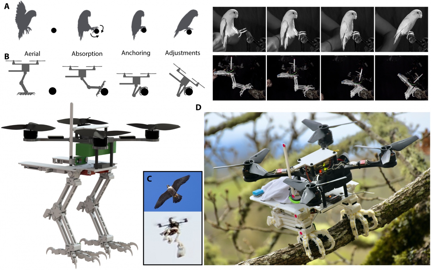 Unmanned Aerial Drone Perfectly Mimics a Bird that can Grasp Objects, Perch on Branches
