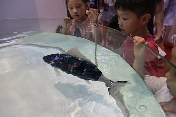 Robot fish in tank 