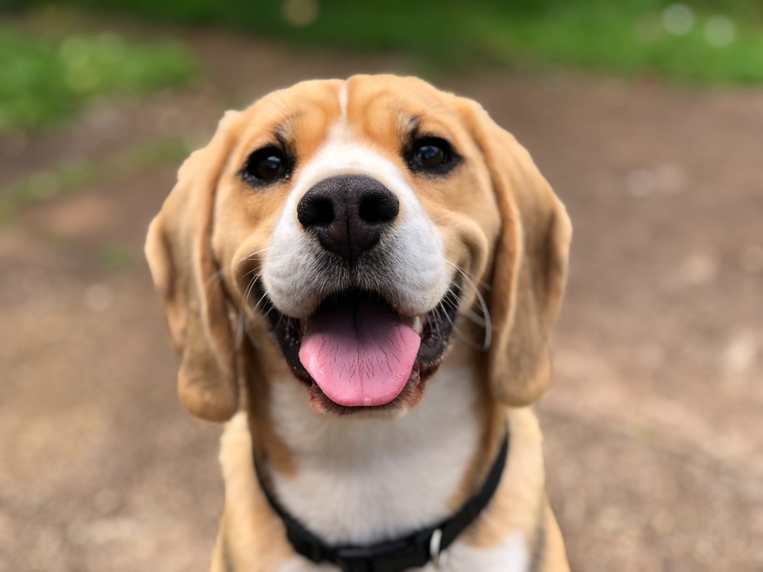 Inoxia Announces Helium Network Utilized Smart Dog Collar | Daily Activity, Barking, Eating, Resting, Scratching, and More