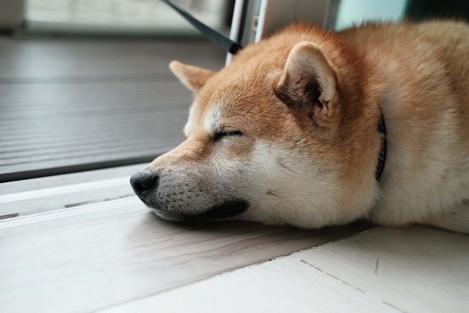 BabyDoge Now has More Hodlers than Shiba Inu | Is This True?