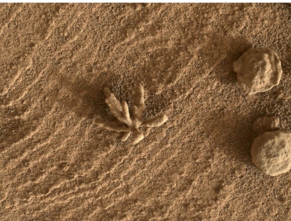 NASA Curiosity Rover Discover Ancient Rock Formation of Flower in Mars