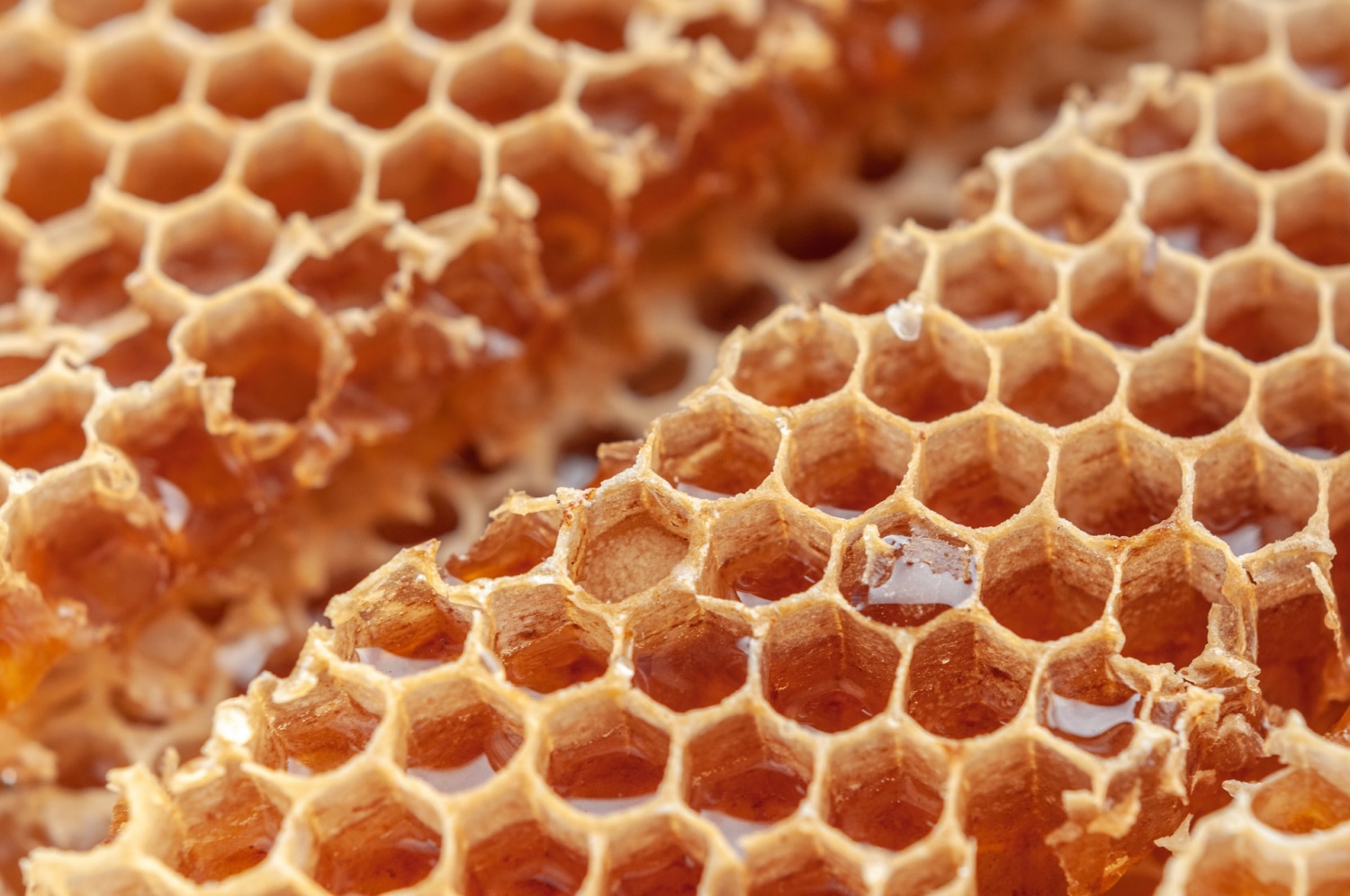 Computer Chips Made Out of Honey? Researchers Believe it's the Future of Biodegradable and Fast Computing